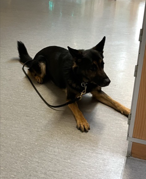 Hundsök genomfört på skolan