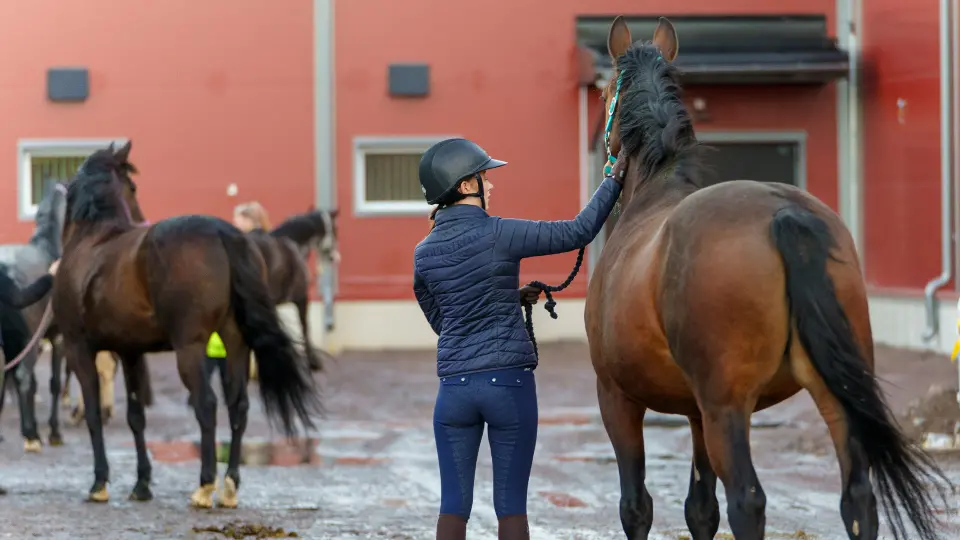 Lapplands Gymnasium, Gällivare, lanserar hästprofil